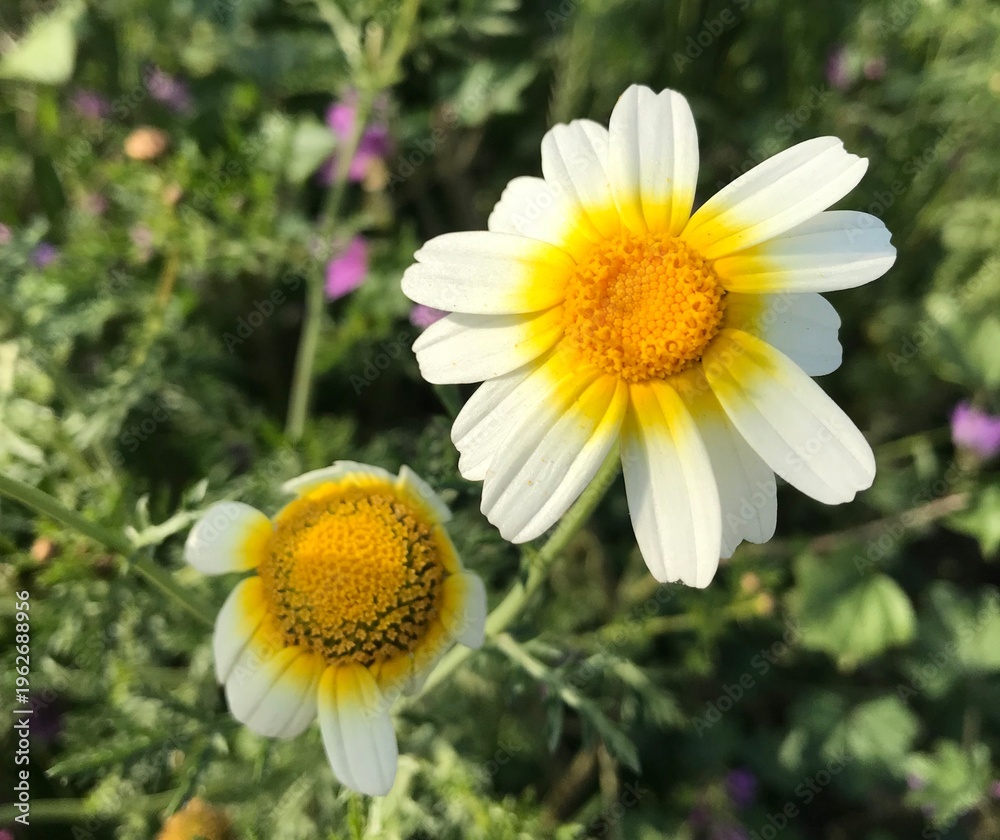 Fototapeta premium Crown Daisy close up. Glebionis coronaria. Marguerite Daisy flowers. – Close-up of Blooming Flower in Natural Garden Setting. Wild daisy flower.