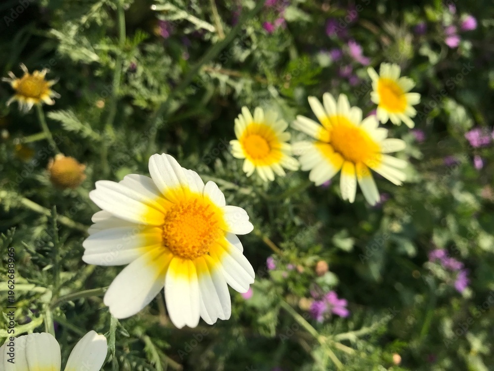 Obraz premium Crown Daisy close up. Glebionis coronaria. Marguerite Daisy flowers. – Close-up of Blooming Flower in Natural Garden Setting. Wild daisy flower.