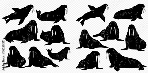 Collection of various walrus silhouettes on a transparent background, showcasing different poses and angles of these marine mammals.