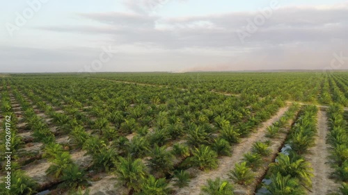 Aerial view of oil palm plantation in Kuala Penyu, Sabah, Malaysia.