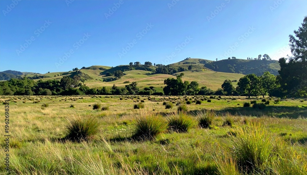 Fototapeta premium Serene rolling countryside with wild grass under clear blue sky summer landscape