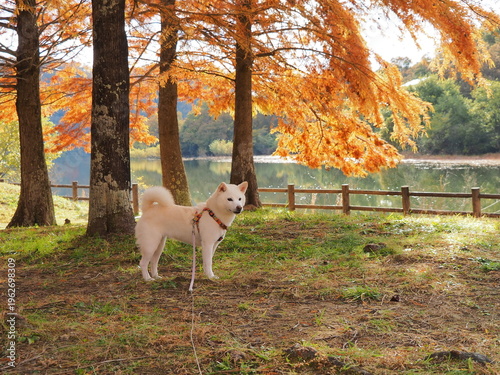 紅葉のラクウショウの公園を散歩する白い犬