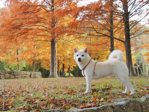 紅葉のラクウショウの公園を散歩する白い犬