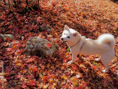落ち葉の絨毯と白い犬
