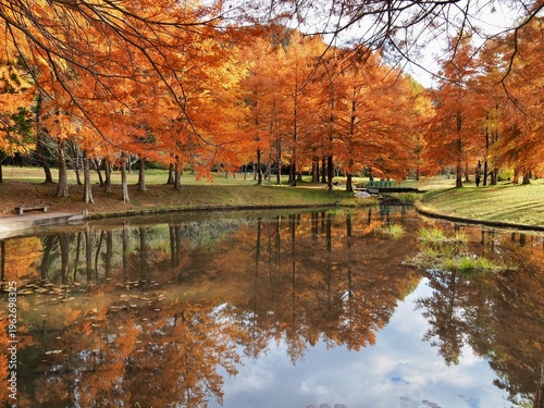 ラクウショウの紅葉に染まる公園