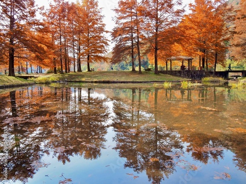 ラクウショウの紅葉に染まる公園