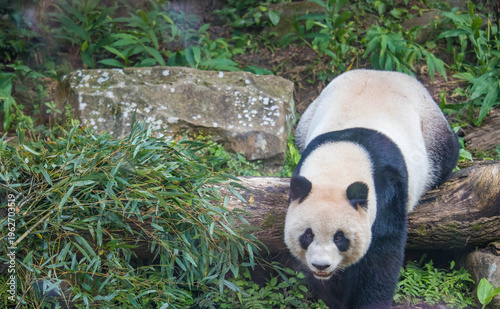 Giant Panda Walking Near Bamboo Wildlife Conservation Nature Scene