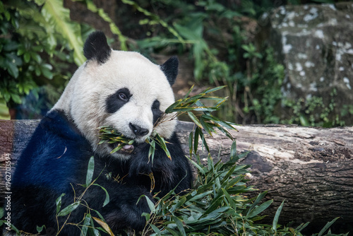 Giant Panda Eating Bamboo in Natural Green Forest Habitat