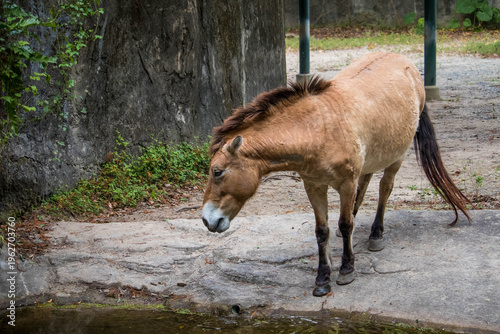 Endangered Przewalski Horse Drinking Water in Zoo