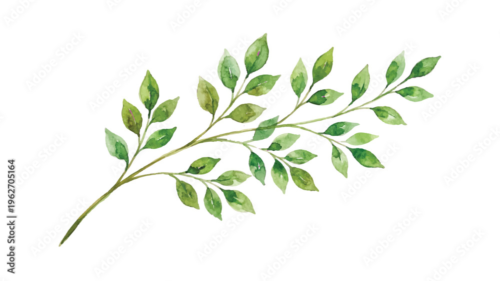 Fototapeta premium watercolor a stem of leaves vector