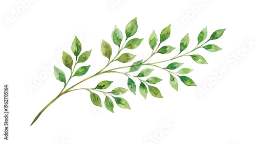 watercolor a stem of leaves vector