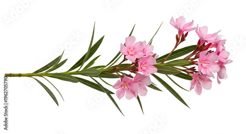 Pink oleander flower cluster with long narrow green leaves isolated on white.