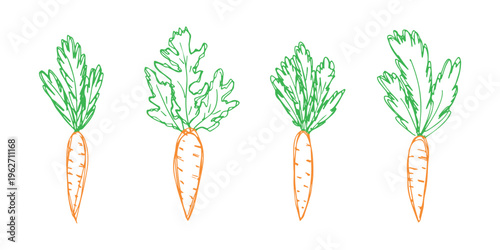 Hand drawn farm carrot plant with green leaves Fresh vegetable doodle set Healthy eco food Organic garden vegetarian food For design, print, packaging, decor, kids books