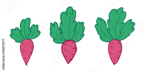 Hand drawn farm daikon radish beet beetroot plant with green leaves Fresh vegetable doodle set Healthy eco food Organic garden vegetarian food For design, print, packaging, decor, kids books