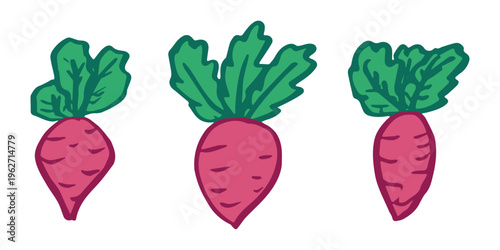 Hand drawn farm daikon radish beet beetroot plant with green leaves Fresh vegetable doodle set Healthy eco food Organic garden vegetarian food For design, print, packaging, decor, kids books