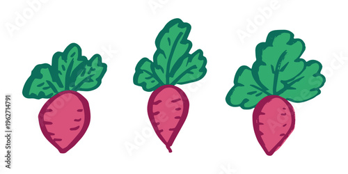 Hand drawn farm daikon radish beet beetroot plant with green leaves Fresh vegetable doodle set Healthy eco food Organic garden vegetarian food For design, print, packaging, decor, kids books