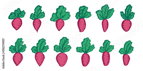 Hand drawn farm daikon radish beet beetroot plant with green leaves Fresh vegetable doodle set Healthy eco food Organic garden vegetarian food For design, print, packaging, decor, kids books