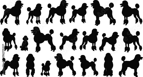 Black Poodle Silhouette Collection Featuring Various Show Cut Poses and Grooming Styles for Purebred Dog Breeding Pet Care Services and Canine Competition Graphic Design Illustrations