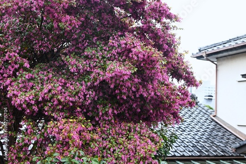 Chinese fringe flower (Loropetalum chinense). Hamamelidaceae evergreen. It blooms in spring with slender, four-petaled flowers in yellow or pink.