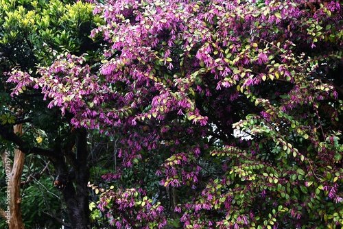 Chinese fringe flower (Loropetalum chinense). Hamamelidaceae evergreen. It blooms in spring with slender, four-petaled flowers in yellow or pink.