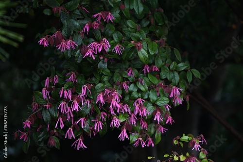 Chinese fringe flower (Loropetalum chinense). Hamamelidaceae evergreen. It blooms in spring with slender, four-petaled flowers in yellow or pink.