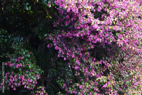 Chinese fringe flower (Loropetalum chinense). Hamamelidaceae evergreen. It blooms in spring with slender, four-petaled flowers in yellow or pink.