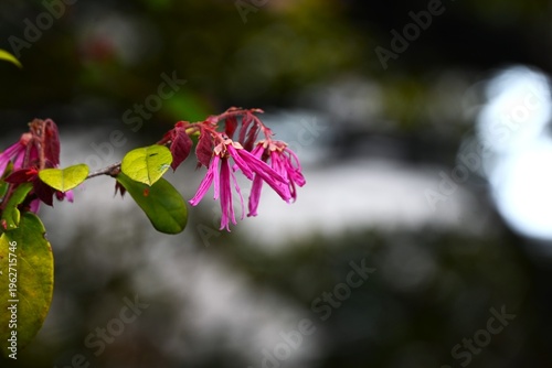 Chinese fringe flower (Loropetalum chinense). Hamamelidaceae evergreen. It blooms in spring with slender, four-petaled flowers in yellow or pink.