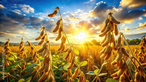 A realistic photo of Soybean plants with ripe pods in cultivated field during harvest season representing agriculture and rural landscape