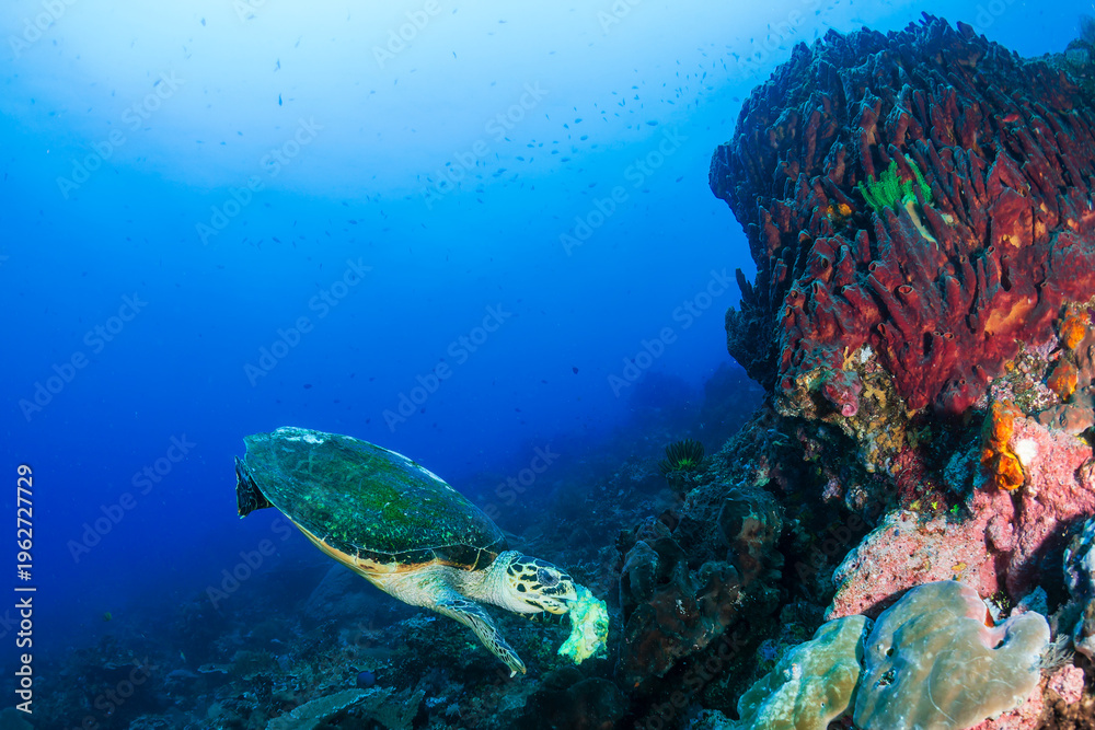 Fototapeta premium Sea turtle eating sponge near large red barrel sponge in Nusa Penida, Indonesia