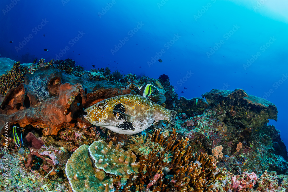 Fototapeta premium Vibrant tropical reef scene featuring a Map Pufferfish and Moorish Idol fish