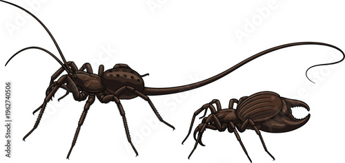 Whip Scorpion and Tailless Whip Scorpion Illustration, Detailed Insect Design for Nature, Entomology, and Wildlife Art