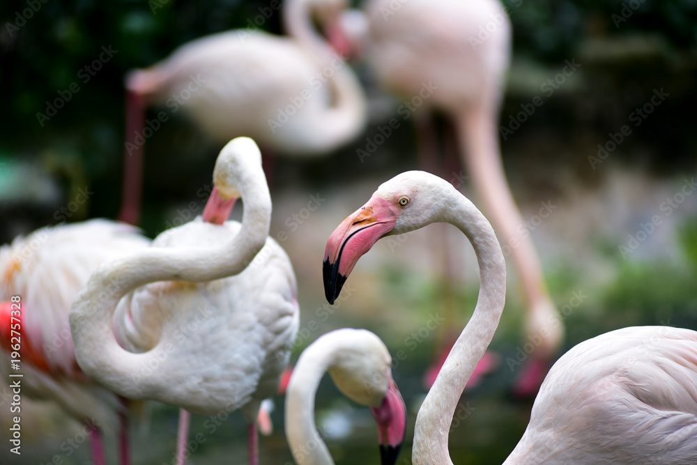 Naklejka premium Group of pink flamingos stands gracefully in shallow water. Their long necks curve elegantly, some heads bent down. Soft focus background highlights the birds' serene presence