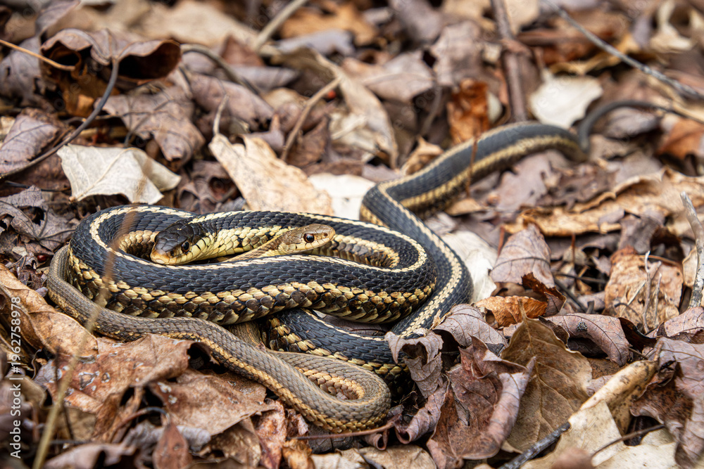 Obraz premium female and male garter snakes mating on a dry old leaf litter closeup