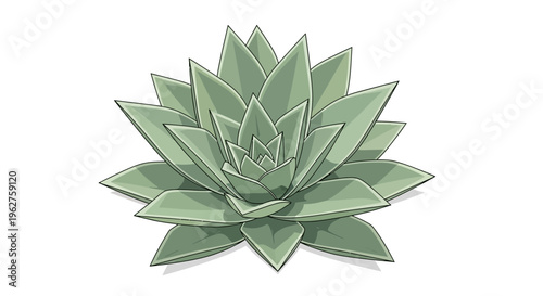 Green Succulent Plant Isolated on White Background, Geometric Leaf Pattern