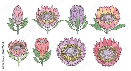 Colorful South African Protea Flowers.