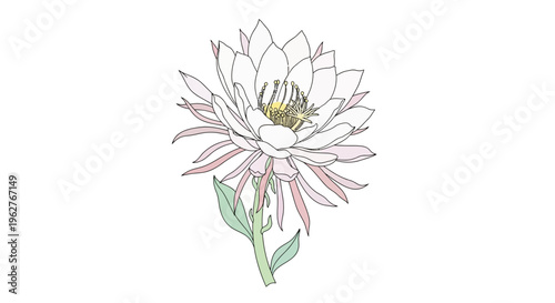 Detailed illustration of white flower.