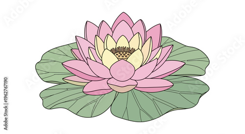 Pink lotus flower on green leaves.