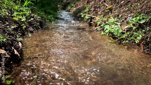 A shallow forest stream winds through grassy banks and rich soil, sunlight sparkling on the flowing water. 