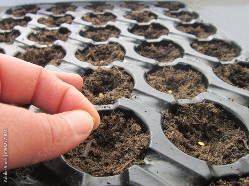 In preparation for the new planting season, tomato seeds are sown in trays filled with fertile soil.
