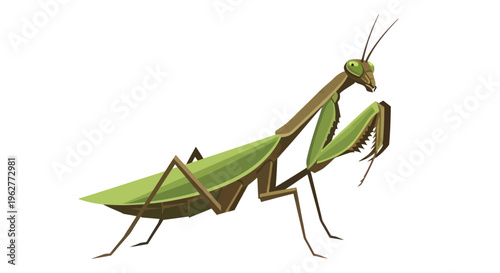 Green Praying Mantis Insect Closeup Profile.