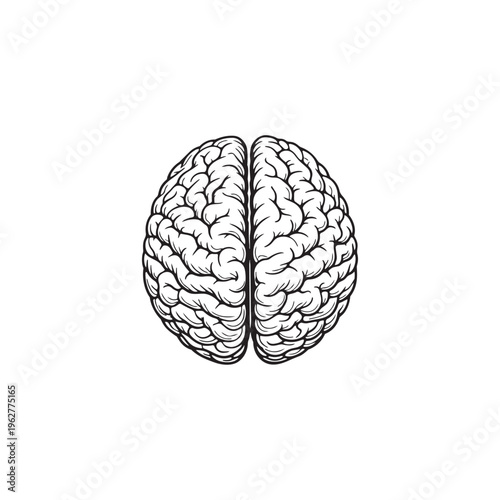 Human Brain Anatomy — Top View Black and White Line Art Illustration, Isolated on White Background
