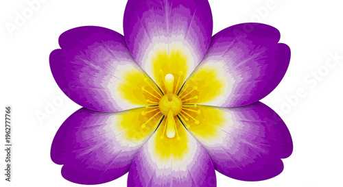 A beautiful macro blossom featuring purple and yellow petals, this isolated violet crocus flower highlights the spring beauty of nature's floral flora on a white background