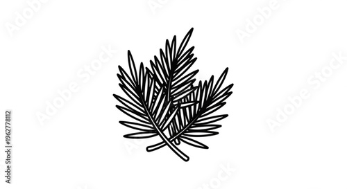 Detailed black line art illustration of a pine tree branch with needles on white background for design and decoration