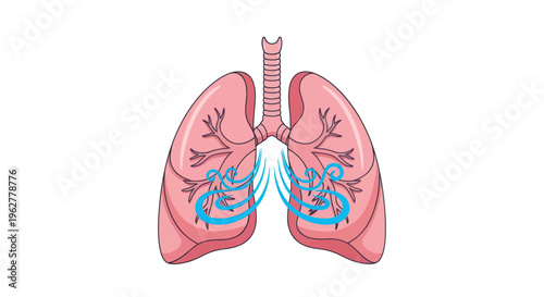 Human lungs with trachea and bronchi.