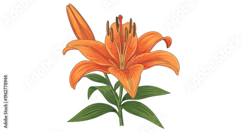 Vibrant Orange Lily Flower Blooming.