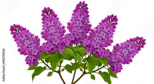 Isolated beautiful purple lilac blossom on a white background captures the spring floral beauty of a blooming garden plant