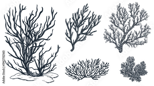 Detailed ink drawing of various seaweeds, isolated on white, with fine textured detail