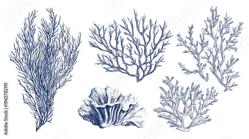 Various shades of blue coral, like a vintage botanical illustration, on white