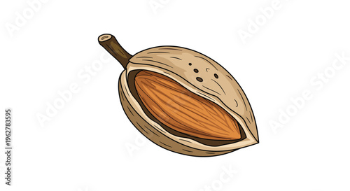 Illustration of a cracked and open almond shell revealing the brown textured nut inside against a clean solid white background.