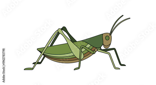 Green Grasshopper Insect Closeup View.